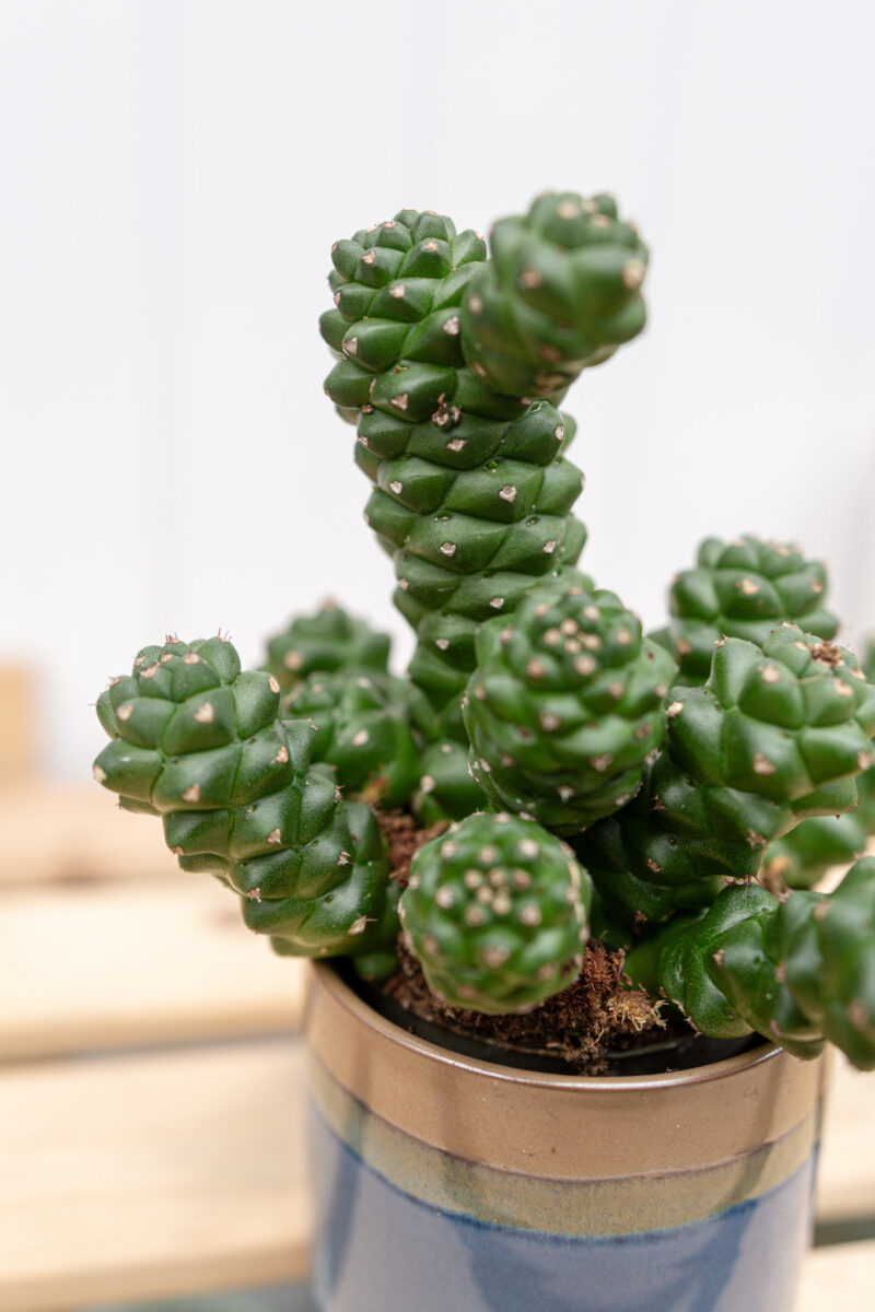 Euphorbia ritchiei