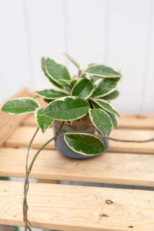 Hoya albomarginata