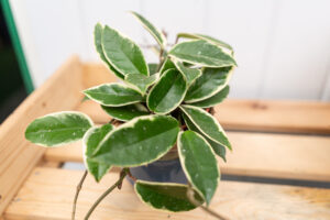 Hoya albomarginata