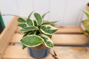 Hoya albomarginata