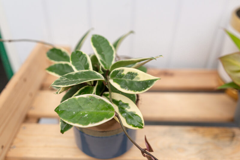 Hoya albomarginata