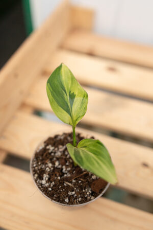 Strelicja Nicolai Variegata