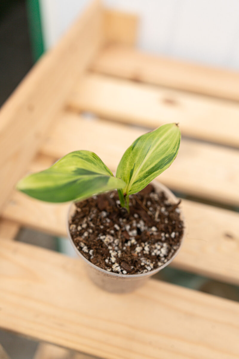 Strelicja Nicolai Variegata