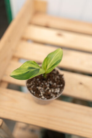 Strelicja Nicolai Variegata