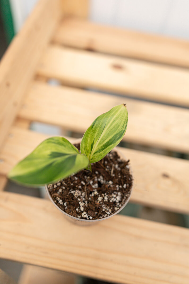 Strelicja Nicolai Variegata