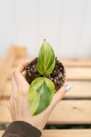 Strelicja Nicolai Variegata