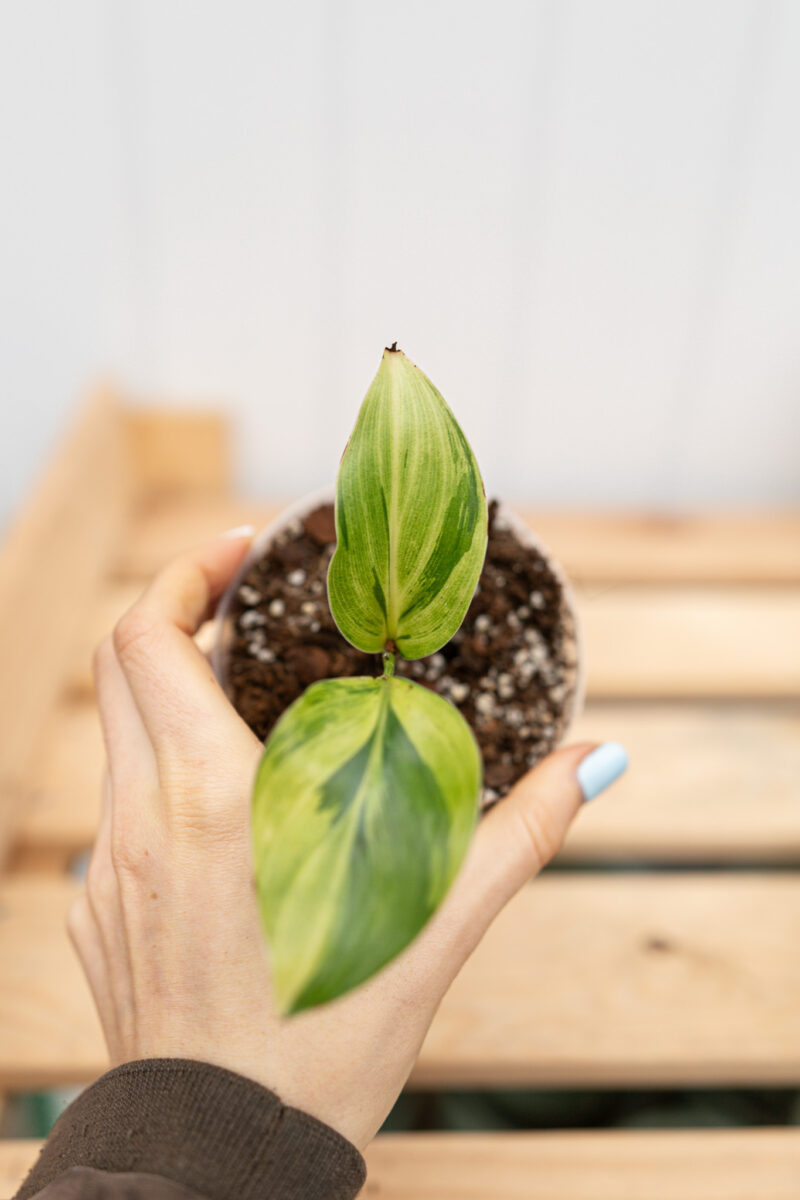 Strelicja Nicolai Variegata