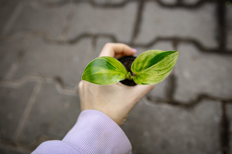 Strelicja Nicolai Variegata