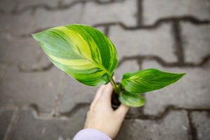 Strelicja Nicolai Variegata