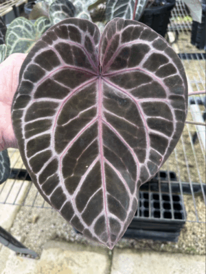 DocBlock Anthurium Michelle® Hot Pink ’23’ X Red Velvet Cake® ’24’