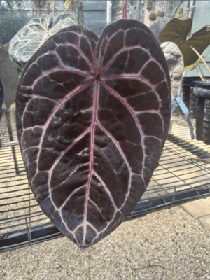 DocBlock Anthurium Michelle® Hot Pink ’23’ X Red Velvet Cake® ’24’