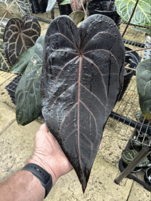 DocBlock Anthurium Michelle® Hot Pink ’23’ X Red Velvet Cake® ’24’