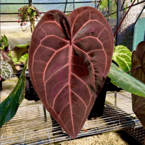 DocBlock Anthurium Michelle® Hot Pink ’23’ X Red Velvet Cake® ’24’
