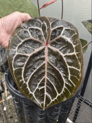 DocBlock Anthurium Crystallinum ‘8’ X Michelle® ’11’