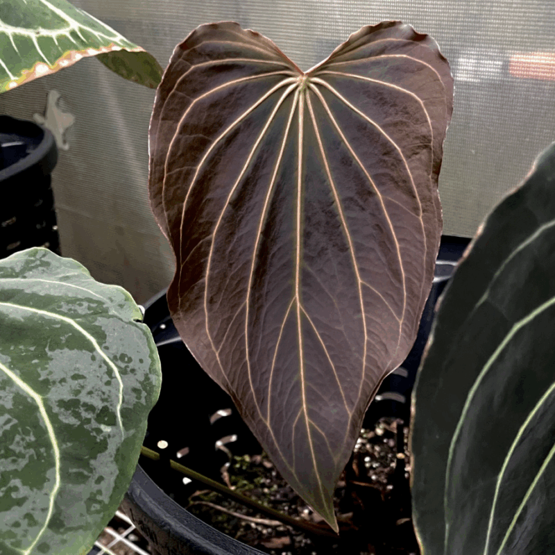 DocBlock Anthurium Black Widow® ’13’ X Black Widow® ’43’