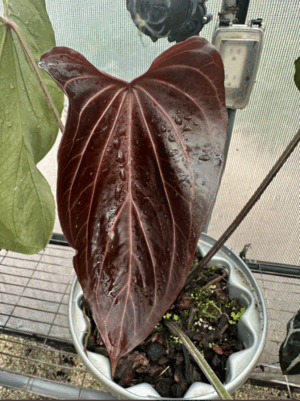 DocBlock Anthurium Black Widow® ’13’ X Black Widow® ’43’