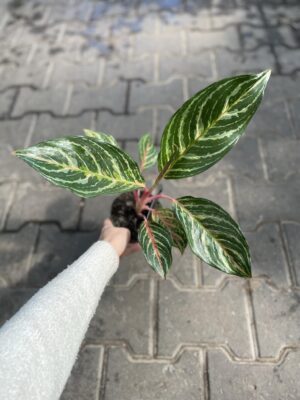 aglaonema dreamcatcher