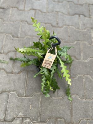 Epiphyllum Anguliger