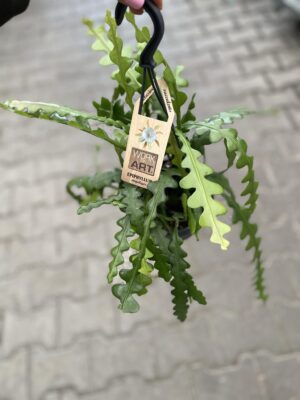 Epiphyllum Anguliger