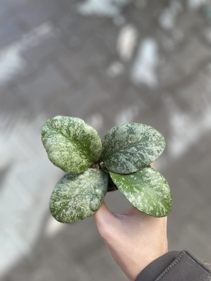 Hoya waymaniae (Kapuas) ‘Cloudy sky’