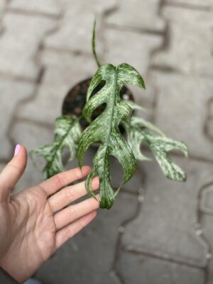 Epipremnum White Flame