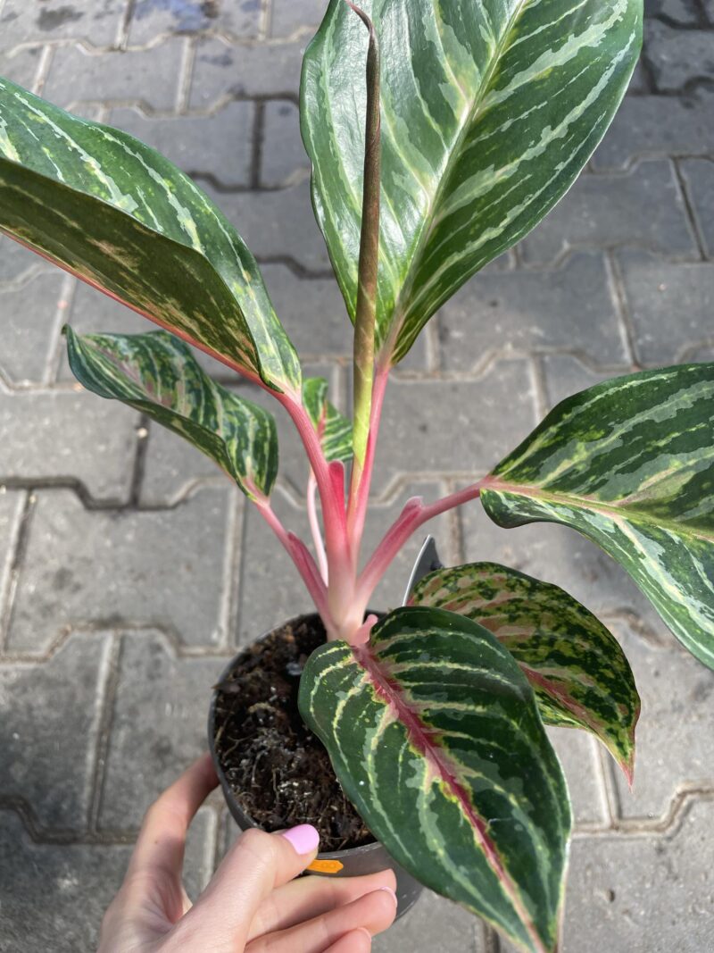 aglaonema dreamcatcher