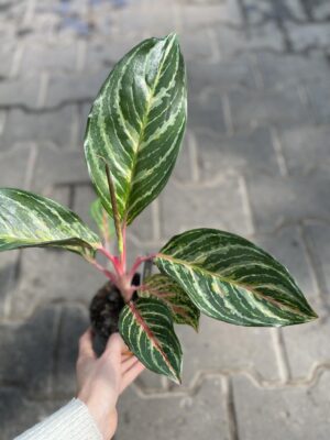aglaonema dreamcatcher