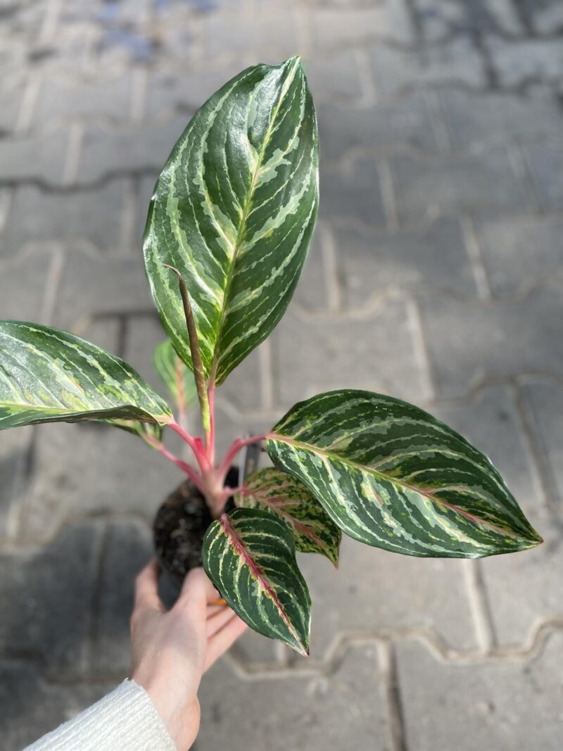 aglaonema dreamcatcher