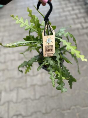 Epiphyllum Anguliger