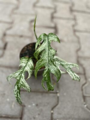 Epipremnum White Flame