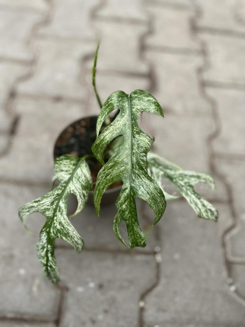 Epipremnum White Flame