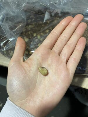 Monstera Deliciosa | Nasiona