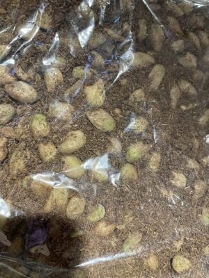 Monstera Deliciosa | Nasiona