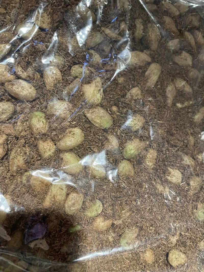 Monstera Deliciosa | Nasiona