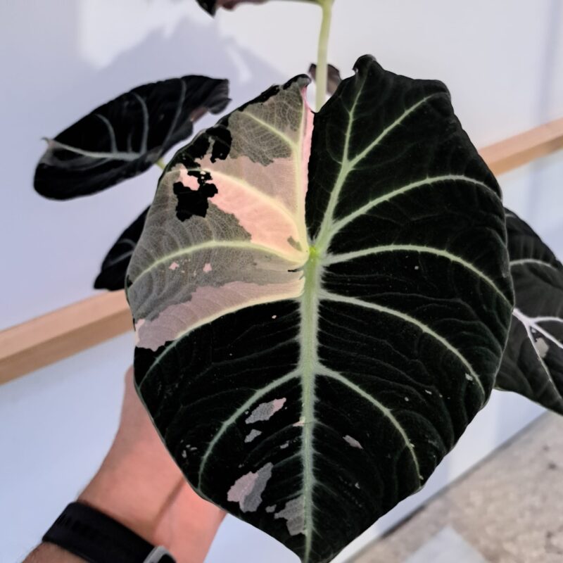Alocasia Black Velvet Pink Variegata bulwa