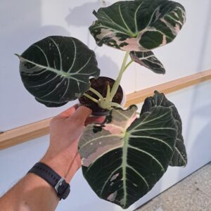 Alocasia Black Velvet Pink Variegata bulwa
