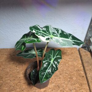 Alocasia Amazonica Polly Variegata