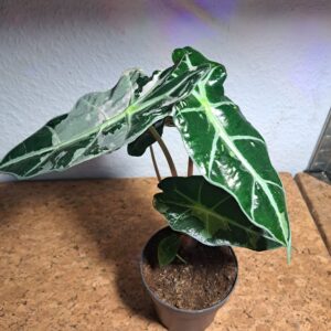 Alocasia Amazonica Polly Variegata