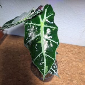 Alocasia Amazonica Polly Variegata