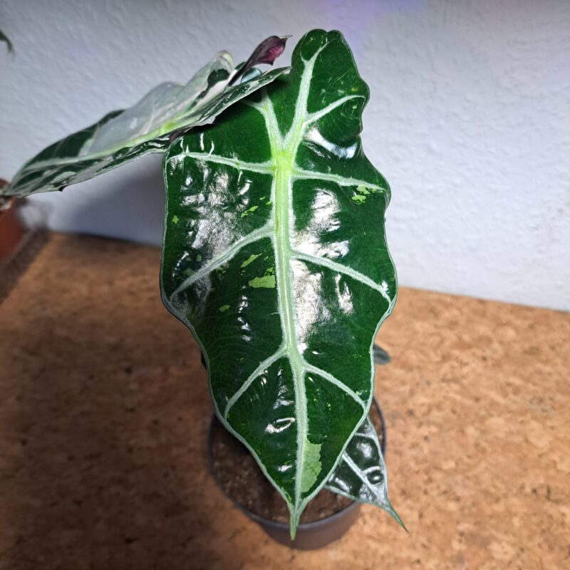 Alocasia Amazonica Polly Variegata
