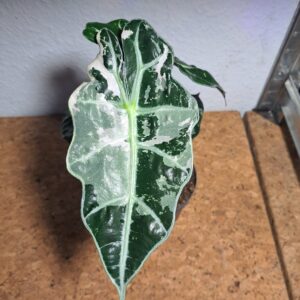 Alocasia Amazonica Polly Variegata