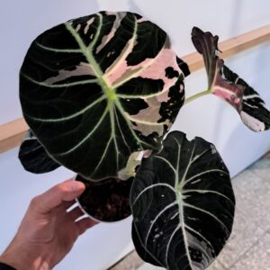 Alocasia Black Velvet Pink Variegata bulwa