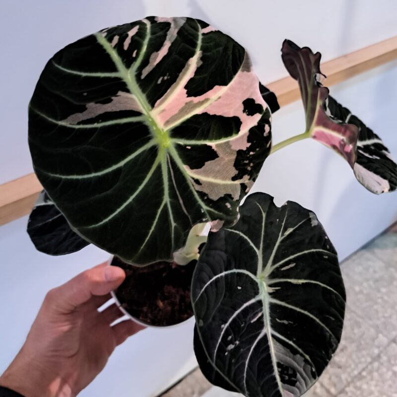 Alocasia Black Velvet Pink Variegata bulwa