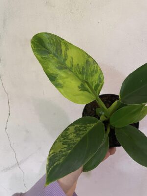 Philodendron Green Princess Variegata