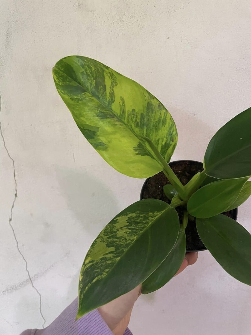 Philodendron Green Princess Variegata