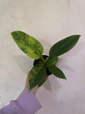 Philodendron Green Princess Variegata