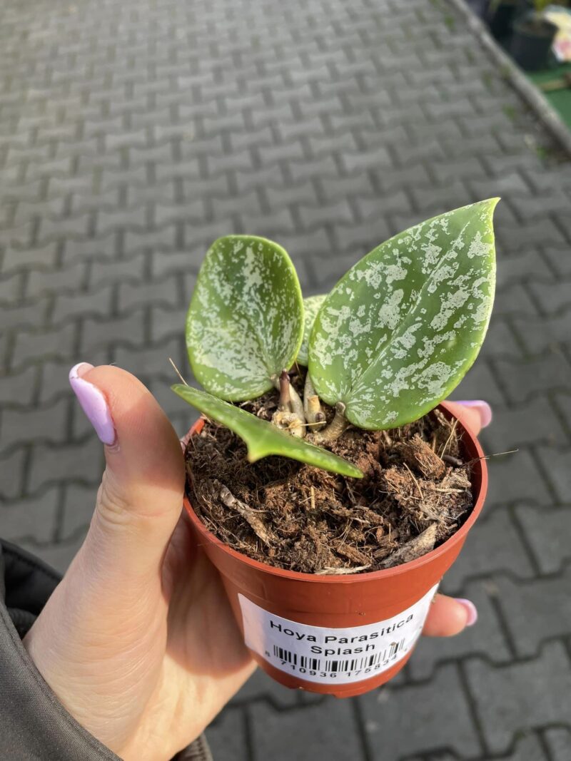 hoya parasitica splash