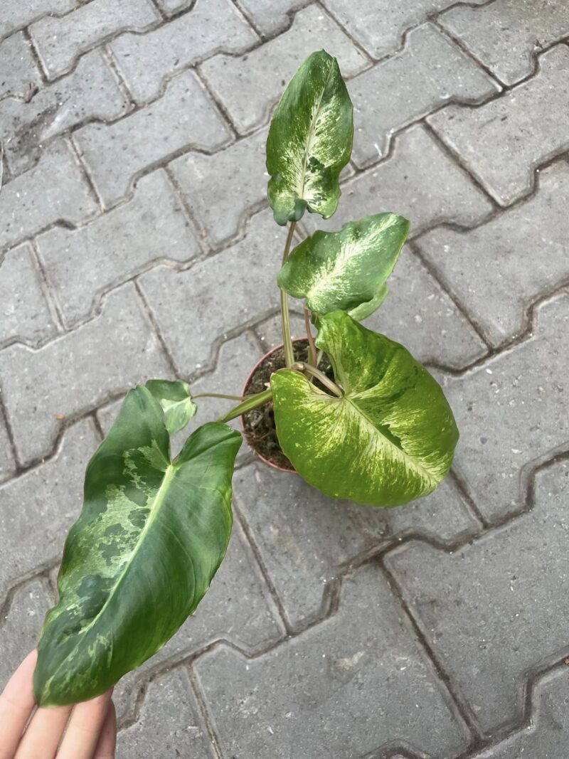 Philodendron Paraiso Verde Variegata