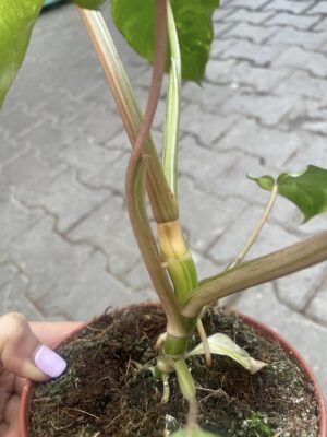 Philodendron Paraiso Verde Variegata