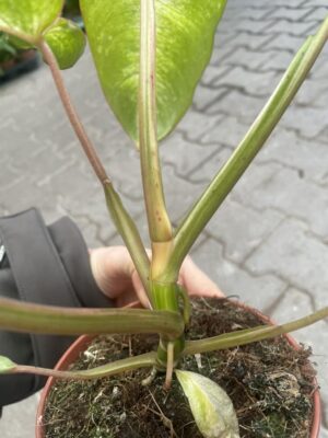 Philodendron Paraiso Verde Variegata